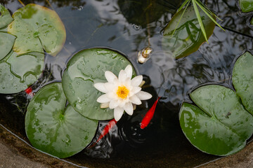 Nénuphar et poissons rouges