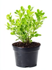 Vibrant Green Foliage in Black Pot Against White Background