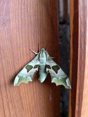 Lindenschwärmer Mimas tiliae Nachtfalter