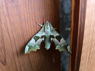 Lindenschwärmer Mimas tiliae Nachtfalter