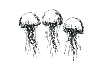 Hand-drawn triplet of jellyfish with flowing tentacles. Vector retro hand drawn illustration