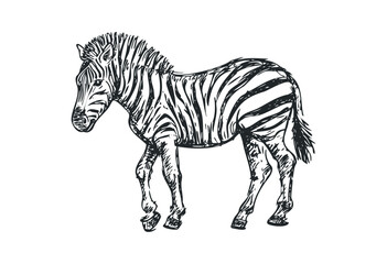 Detailed sketch of a standing zebra with distinctive stripes. Vector retro hand drawn illustration