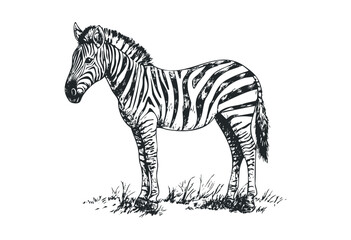 Detailed zebra illustration with distinctive black and white stripes in side view. Vector retro hand drawn illustration