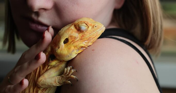 Slow-Motion Trust: Woman Gently Strokes Her Pet Naked Agama Resting on Her Shoulder