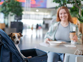 Caucasian woman having lunch in a cafe with her Jack Russell terrier dog in a stroller. 