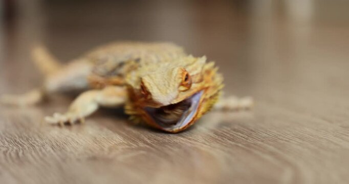 Agama Devours an Argentine Cockroach
