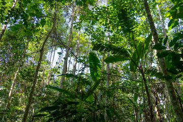 Lush tropical rainforest canopy in Tentena, Sulawesi, Indonesia