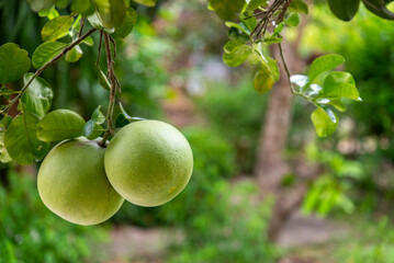 Pomelo fruits trees at pomelo organic fruit garden agriculture plantation.