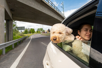 Jonkoping, Sweden A Bichon Poo dog holds his head outside a car window in the wind and his owner in the back seat.