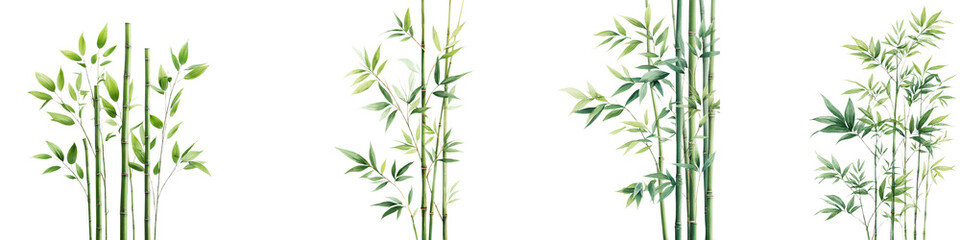 Fototapeta premium Lush bamboo plants in a natural setting