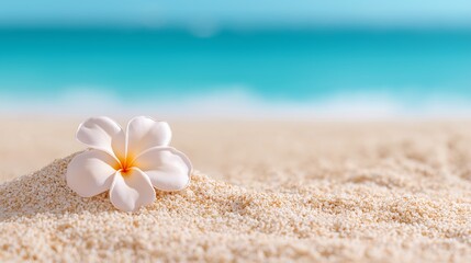 A delicate white frangipani flower rests on smooth beach sand near turquoise water, symbolizing peace, simplicity and tropical serenity