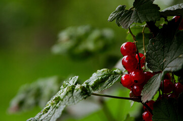 Close-up of red currant bush in the summer garden. Blurred green background. Horizontal. Concept of...