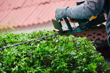 Gardener pruning trees outdoors