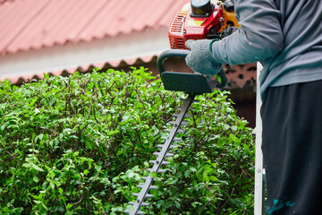 Gardener pruning trees outdoors