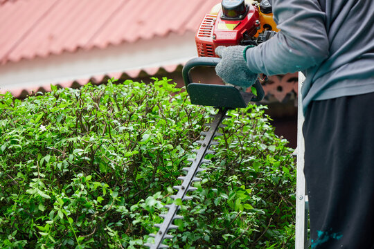 Gardener pruning trees outdoors