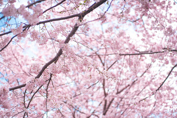 ピンクの桜と空