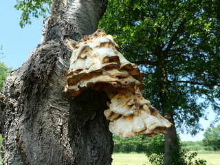 Large sulfur shelf fungus grows on fruit tree near road. Nature detail. Copy space.