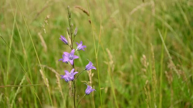 sunny pink rampion bellflower and high grass moving in the wind - Campanula rapunculus