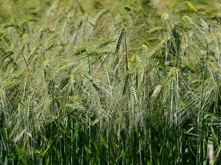 Winter Barley Field with Young Green Plants. Young winter barley in the field – essential crop...