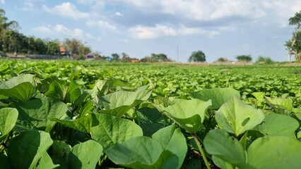 Agriculture peanut farm swaying gently in the breeze. Rows of green peanut plants in the farm in summer. Farming and gardening concept. Organic farm. Blue and clear sky in the background.