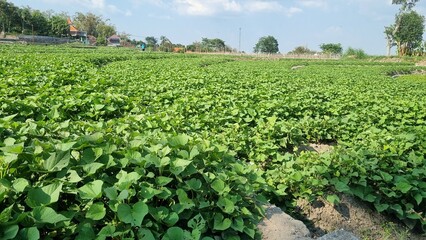 Agriculture peanut farm swaying gently in the breeze. Rows of green peanut plants in the farm in summer. Farming and gardening concept. Organic farm. Blue and clear sky in the background.