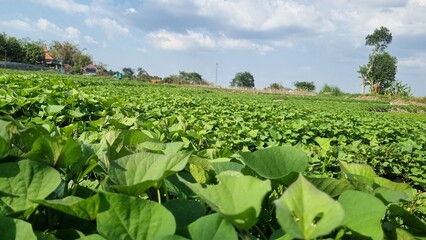 Agriculture peanut farm swaying gently in the breeze. Rows of green peanut plants in the farm in summer. Farming and gardening concept. Organic farm. Blue and clear sky in the background.
