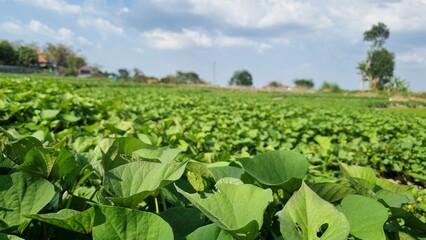 Agriculture peanut farm swaying gently in the breeze. Rows of green peanut plants in the farm in summer. Farming and gardening concept. Organic farm. Blue and clear sky in the background.