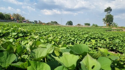 Agriculture peanut farm swaying gently in the breeze. Rows of green peanut plants in the farm in summer. Farming and gardening concept. Organic farm. Blue and clear sky in the background.