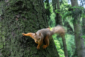 An Intimate Portrait of a Squirrel on a Tree Branch, Showcasing Its Fluffy Tail and Curious Expression Amidst Lush Greenery. A Squirrel Climbing A Tree Trunk.