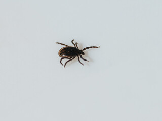 A tick is crawling on white fabric
