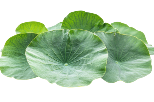 Tranquil pads in a botanical study showcase nature s artistry in a serene aquatic symphony on dark isolated on transparent background. Generative Ai.