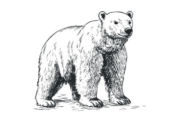 Detailed sketch of a standing polar bear in profile view. Vector retro hand drawn illustration