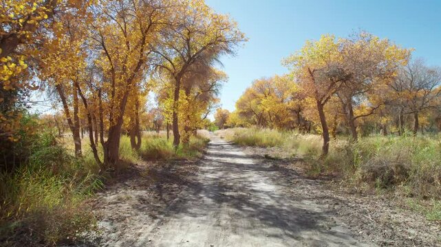 4k drone view of dirt road passing through populus euphratica forest in Gobi desert with yellow foliage in Zepu Populus euphratica Forest Park, Kashgar, Southern Xinjiang, China, 4k real time footage.