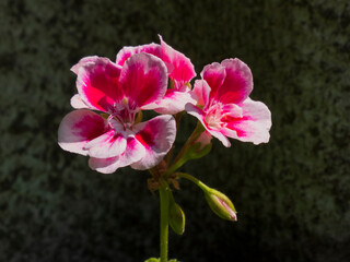 Close-up of vibrant pink and white Pelargonium grandiflorum blossoms