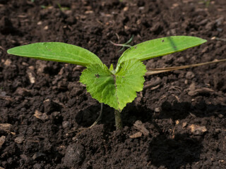 Budding Hope: A Young Cucurbit Plant Emerges