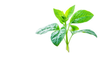 A vibrant green plant sapling emerging symbolizing new life and growth on a stark black backdrop isolated on transparent background. Generative Ai.