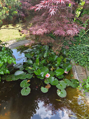Red flower of a water lily Nymphaea
