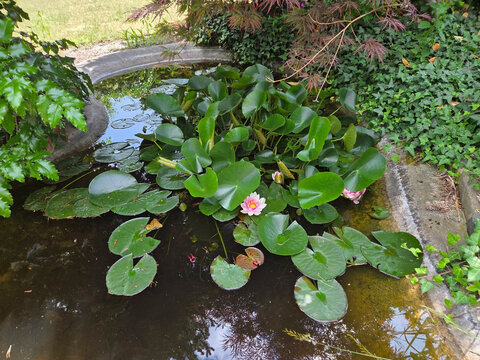 Red flower of a water lily Nymphaea