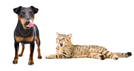 Dog breed Jagdterrier and cat Scottish Straight licks together, isolated on white background