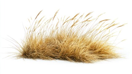 Obraz premium Isolated patch of tall grass on white background, studio lighting
