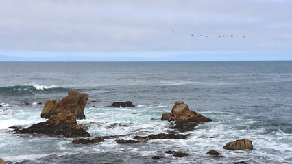 sea lions on the beach