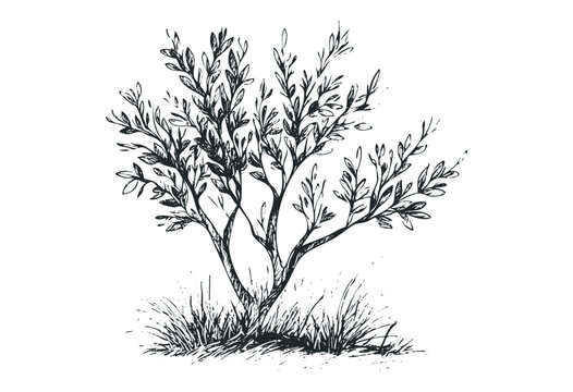Detailed botanical sketch of a young olive tree with thin branches. Vector retro hand drawn illustration