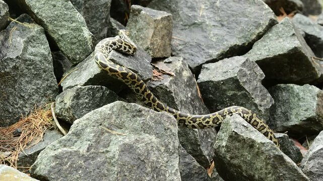 royal python close up with skin texture. snake python on rocks and on ground surface