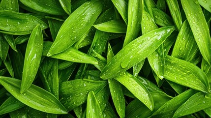 Fototapeta premium Macro shot of individual grass blades with water droplets, high detail