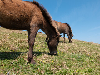 Fototapeta premium 春の草原で食事をしている野生馬 <Wild horses feeding on a spring meadow,Cape Toi,japan.>