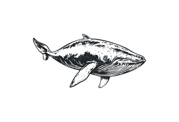 Fototapeta premium Detailed sketch of a blue whale swimming in profile view. Vector retro hand drawn illustration