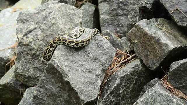 royal python close up with skin texture. snake python on rocks and on ground surface