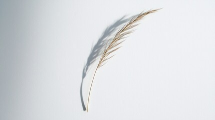 Minimalist image of a single blade of grass on white background
