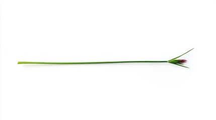Minimalist image of a single blade of grass on white background