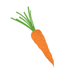 Carrot with green leaves. Flat hand drawn vegetable. Healthy root food. Vector illustration isolated on white background.